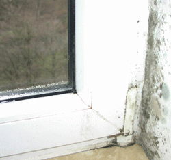 Чаще всего неправильный монтаж откосов служит причиной возникновения плесени в месте прилегания рамы к конструкции