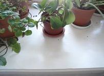 Цветочные горшки могут стать источником загрязнения