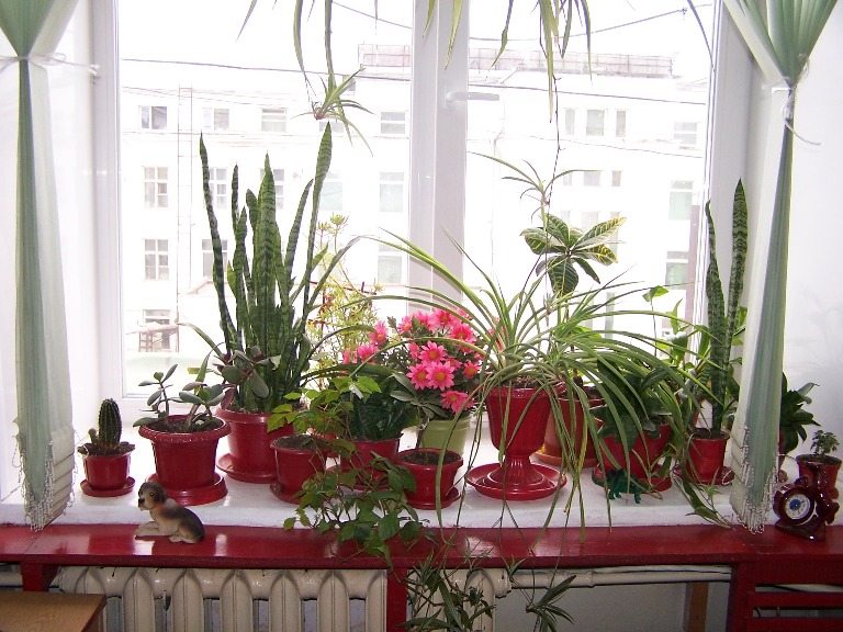 Подоконная доска в качестве полочки для цветов