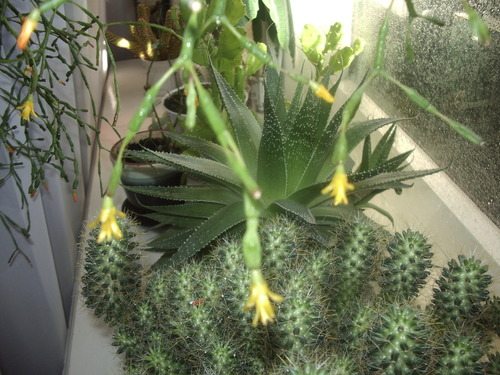 Снимите джунгли с подоконника