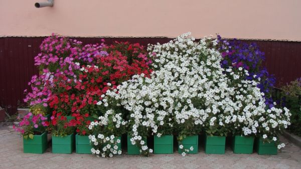 украшение цветами фасада дома